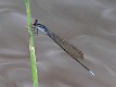 Pseudagrion ignifer male-2860